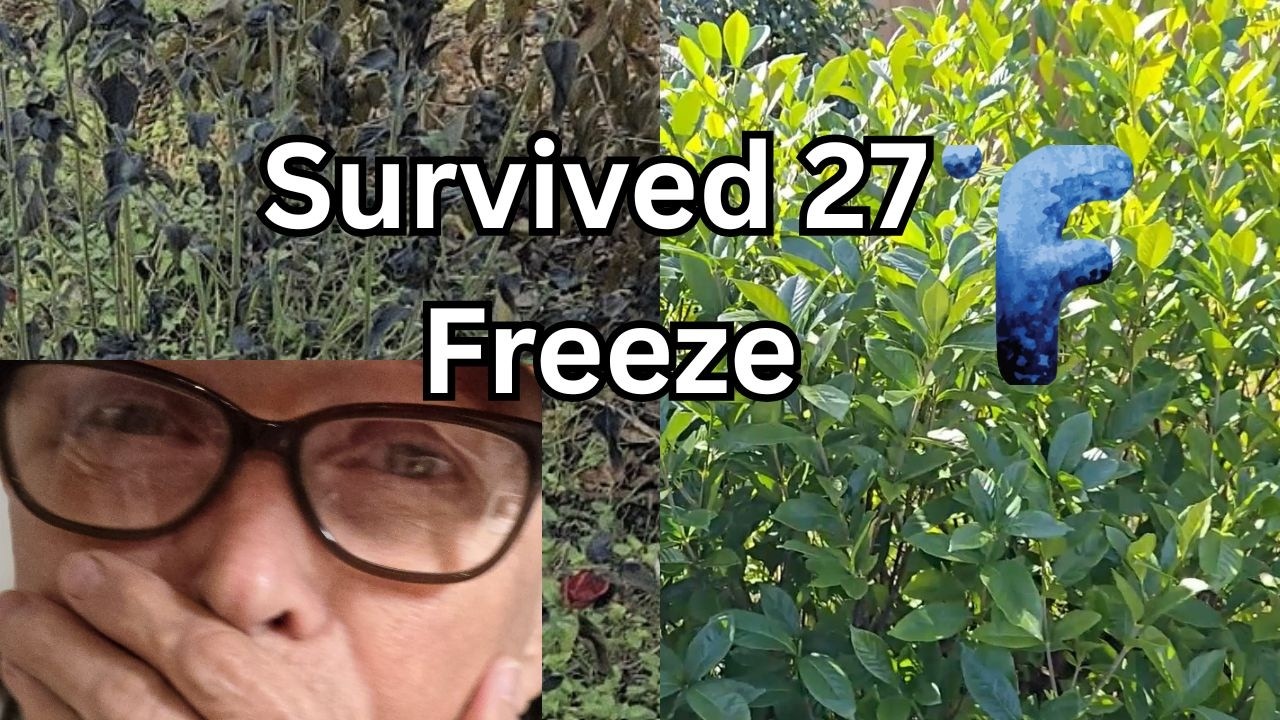 North Florida Garden Survives Two Hard Freezes