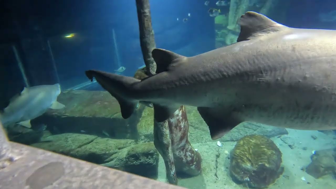 Long Island Aquarium   Swimming with Sharks 2