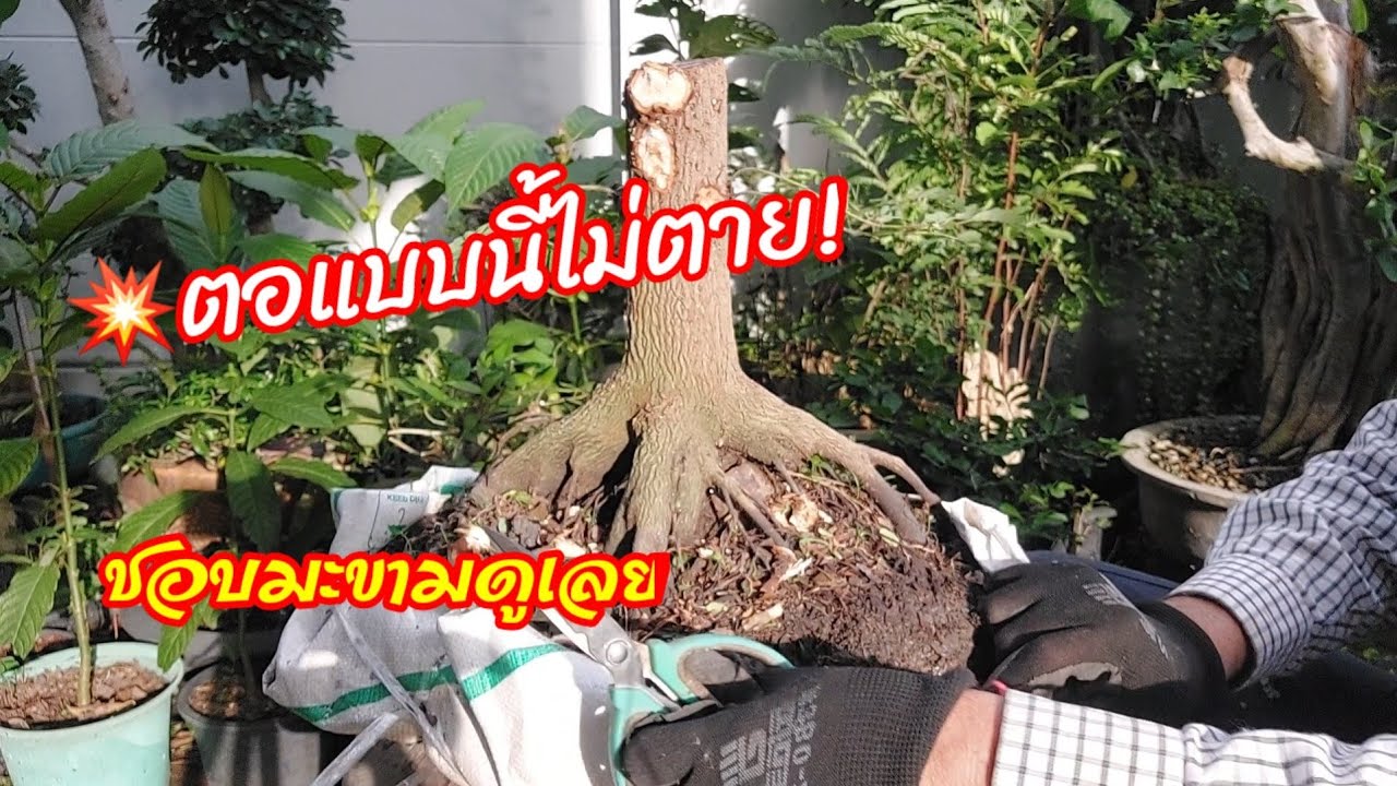 🔥ขุดตอมะขามแบบนี้ไม่ตาย👉 แต่ต้องตอนกิ่งจัดราก และได้ตอไม้ที่สวยงามมาสร้างงานแน่นอน