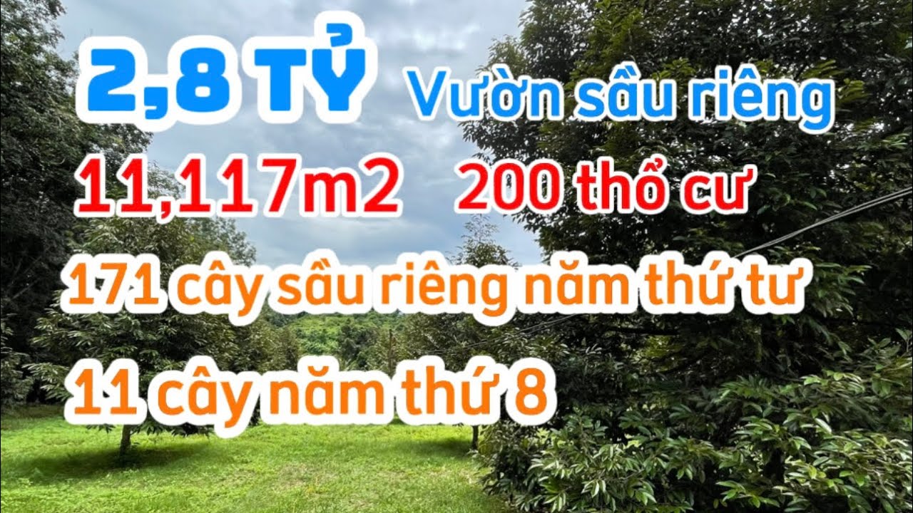 ( ĐÃ BÁN)Vườn sầu riêng cực đẹp 2,8 tỷ cho toàn bộ 11,117 m2 có sẵn 200 thổ cư 