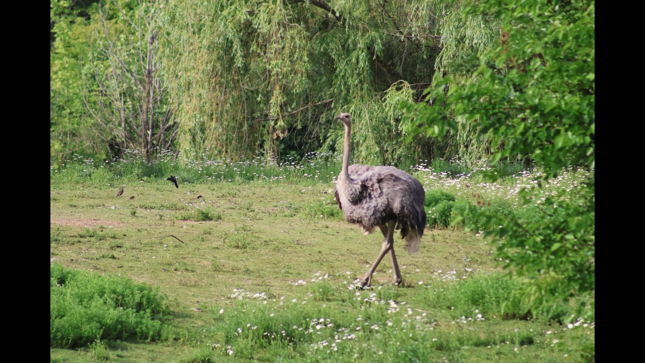 Penny the Ostrich Set to Return to Habitat After Successful Surgery