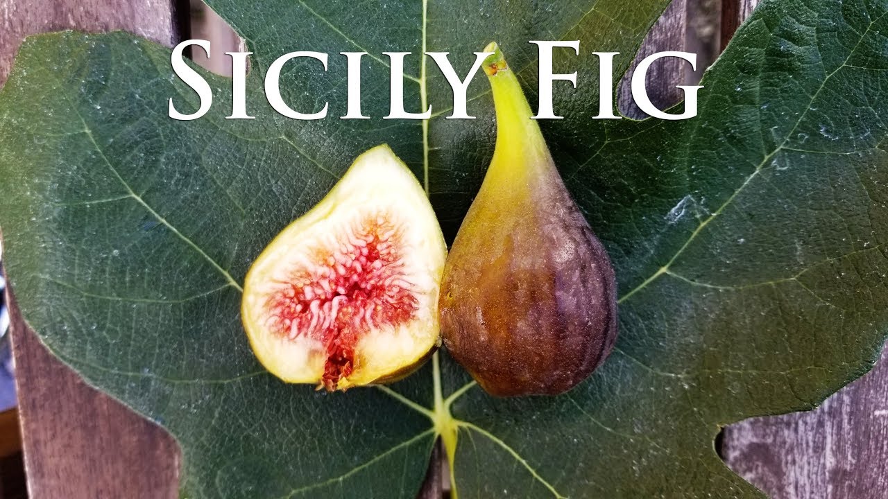 Tasting the Sicily and Ronde De Bordeaux Fig 2018