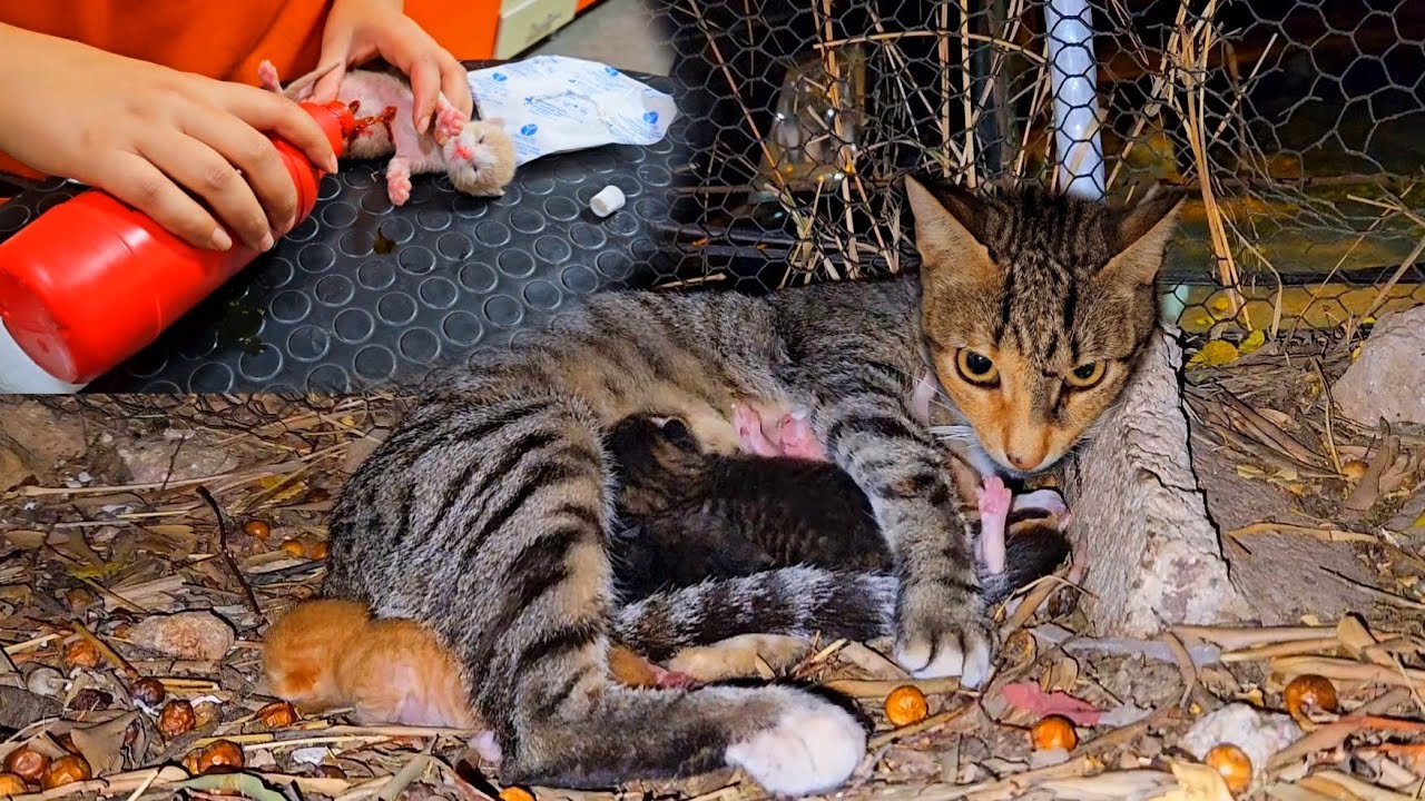 The rescued mother cat lost 1 kitten, the 4 other newborn kittens still getting treatment.