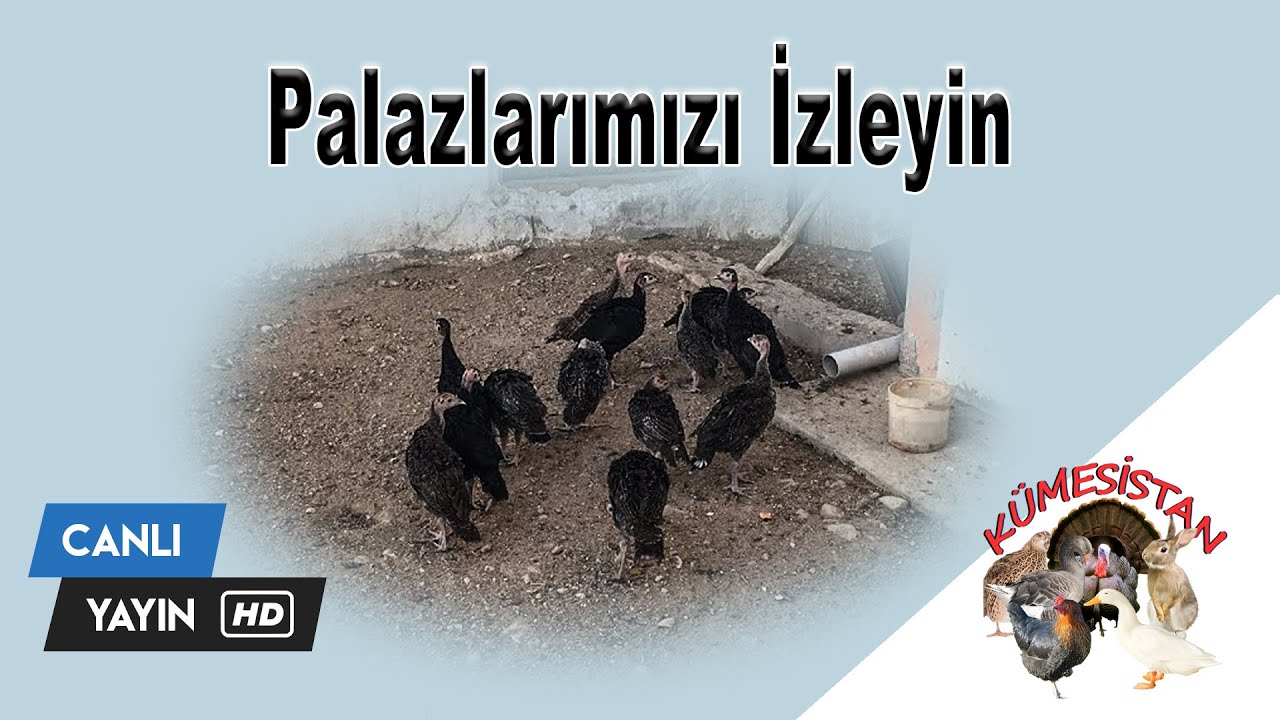 Hindi palazları - Beç palazları - Tavşan Saldıray - Ördek Havuzu Yapımı