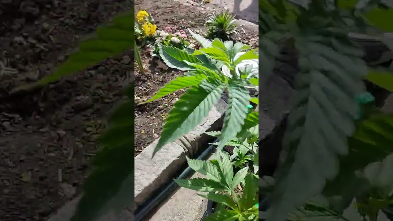 weednerd. these babies going in 21 gallon utility tubs and they're guna be monsters 🌿 #nygrown