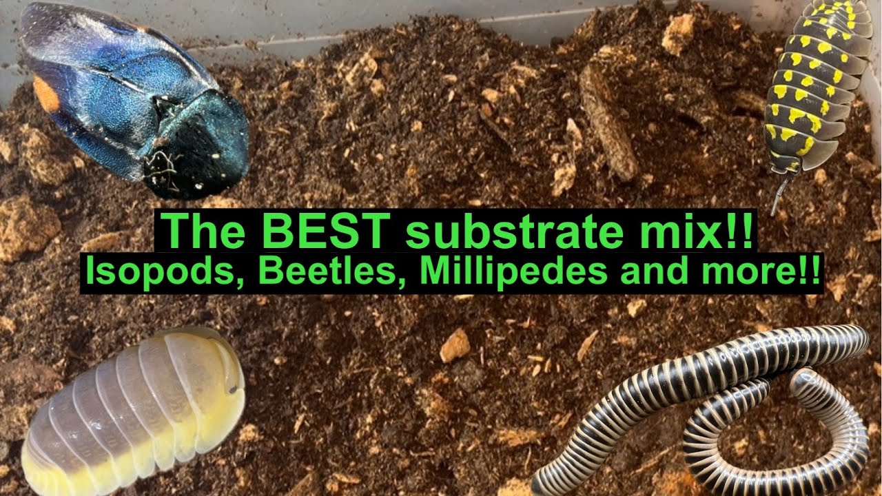 How to make the BEST substrate!! Isopods, Beetles, Millipedes and more!!