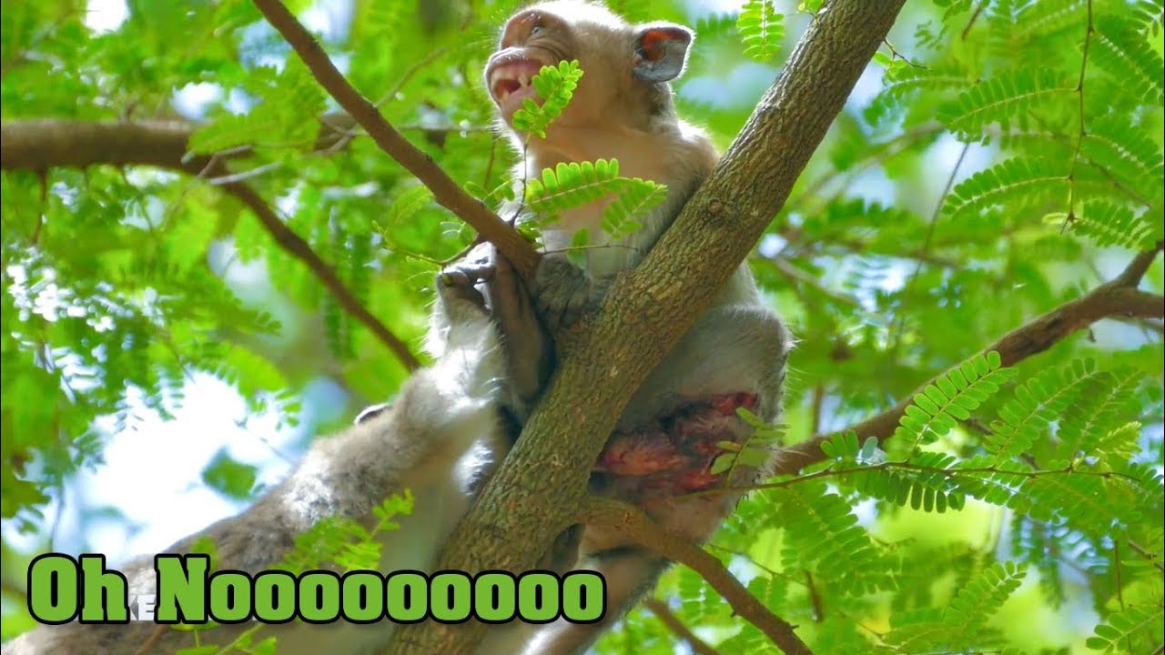 Top Hurt And Boring Adult Monkey Asean Screaming Angry Friends Annoying Around - Monkey Buzz 552