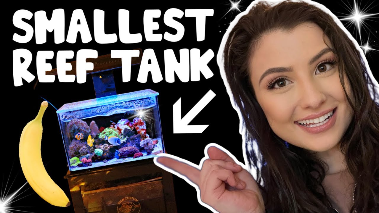 Micro Reef Tank - ADDING CORAL!