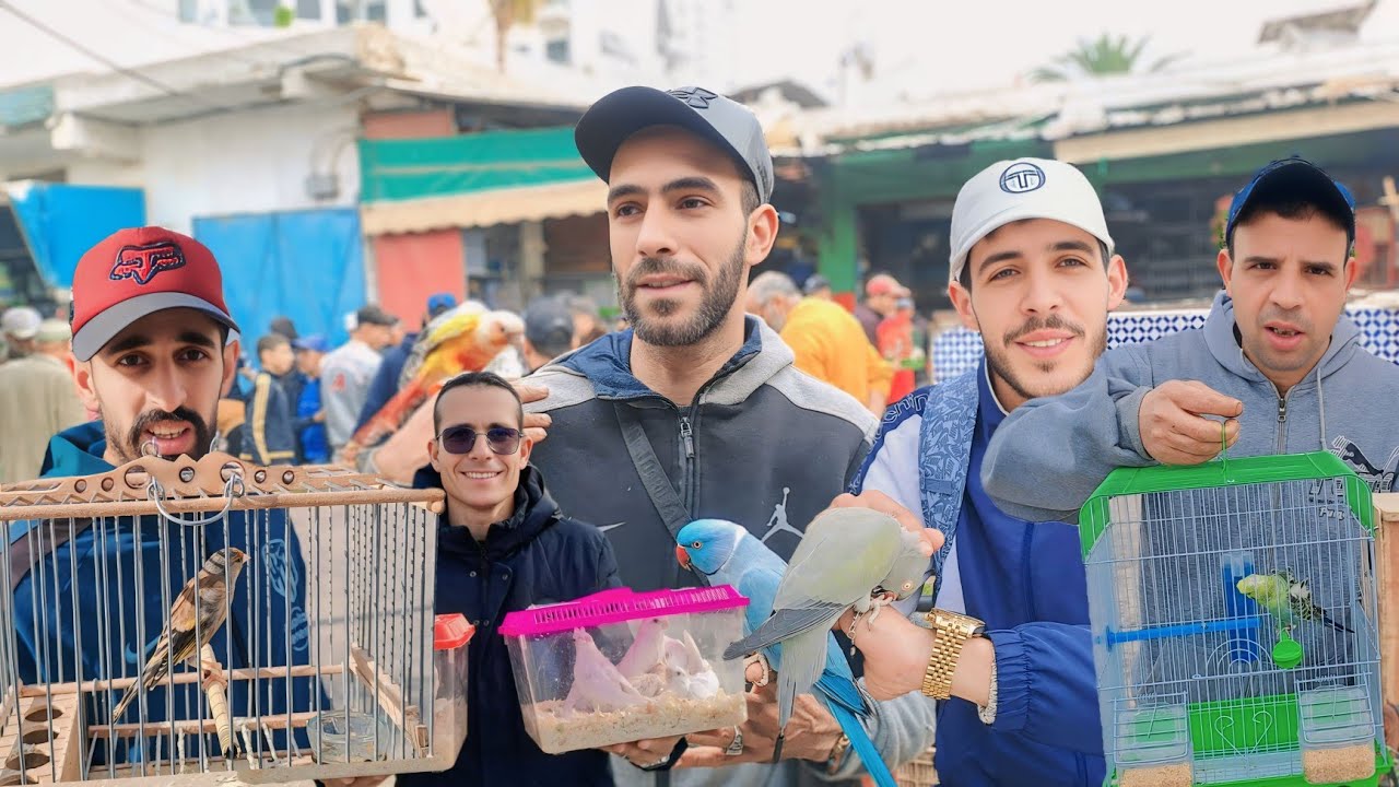 سوق القريعة للطيور السبت 2025/2/15🇲🇦 الحسون الكنار الوطواط دجاج خير موجود