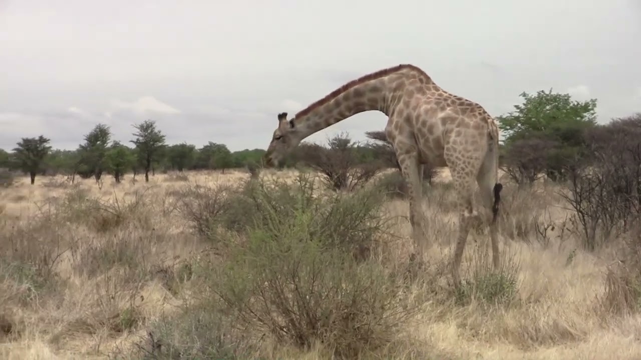 2011 12 etosha 01 movie