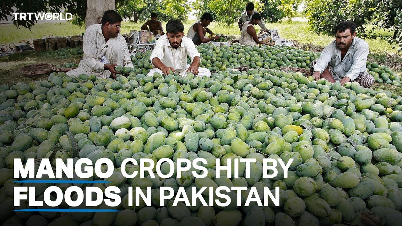 Floods batter Pakistan's mangoes