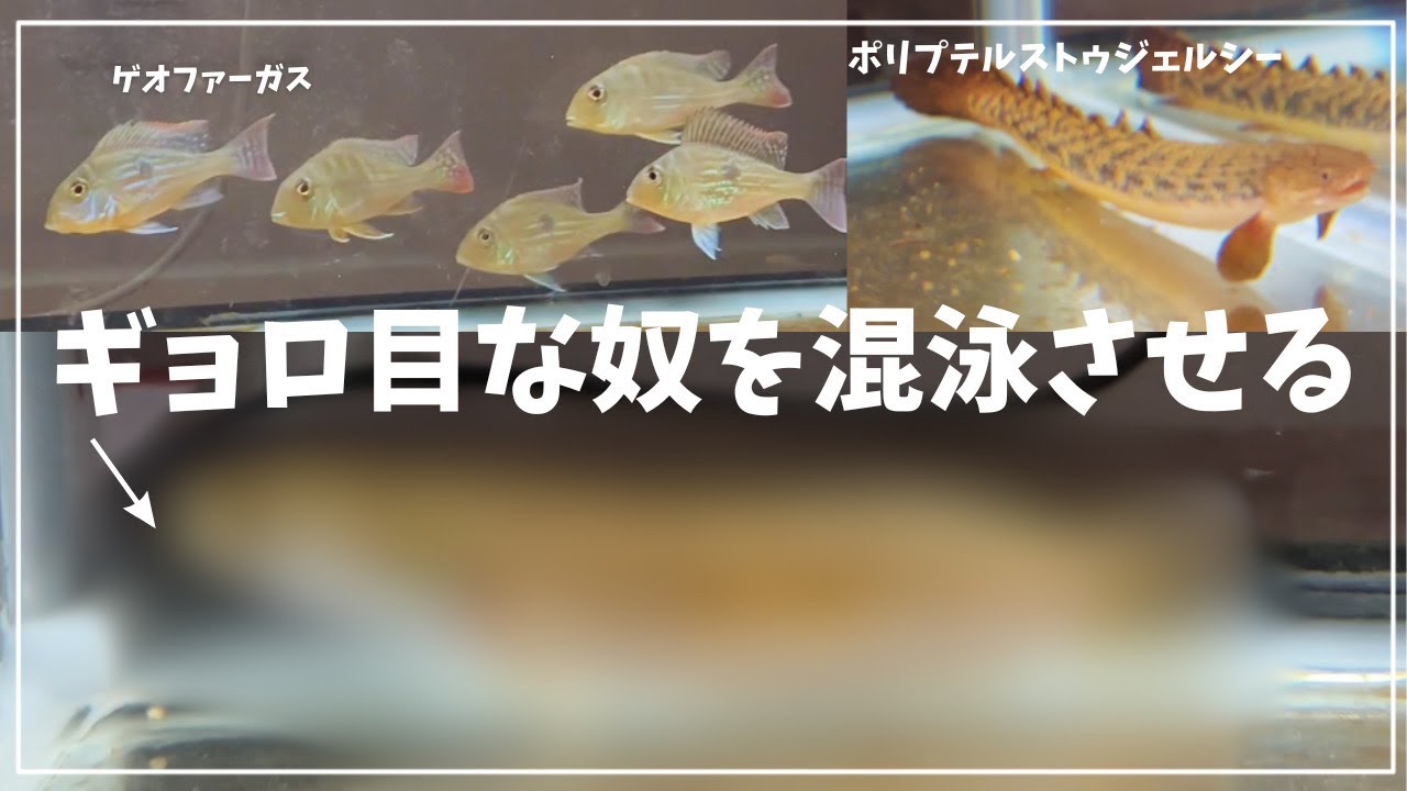 ポリプとゲオの泳ぐ９０CM水槽に目玉が大きいあの熱帯魚を迎えました。　＃アクアリウム　＃中型魚