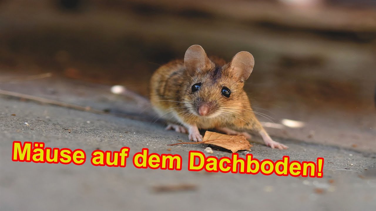 Mäuse auf dem Dachboden natürlich vertreiben & loswerden