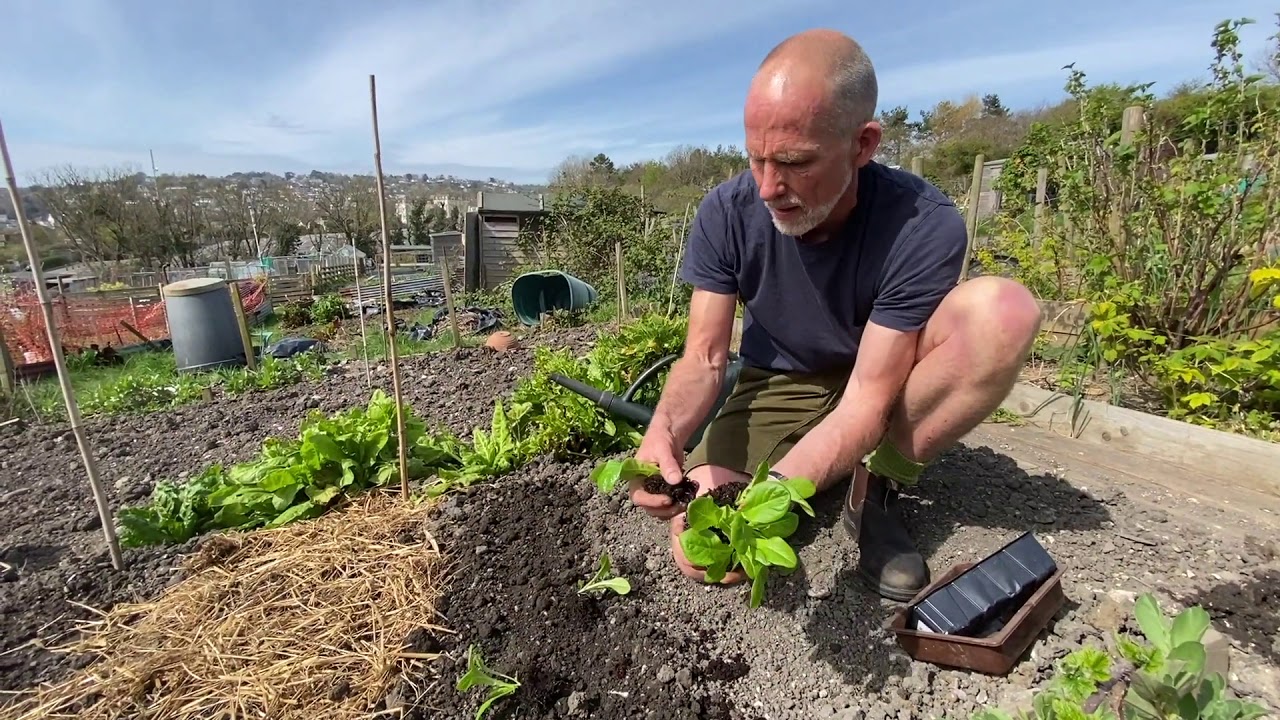 How to plant lettuce seedlings from trays