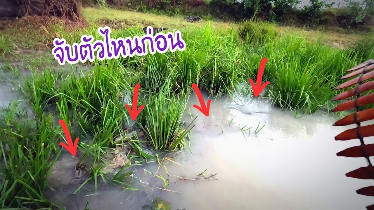 ไล่จับปลาบืนขึ้นฝั่งตอนฝนตก ลอยตามกันเป็นคู่ๆจะจับตัวไหนก่อนดี