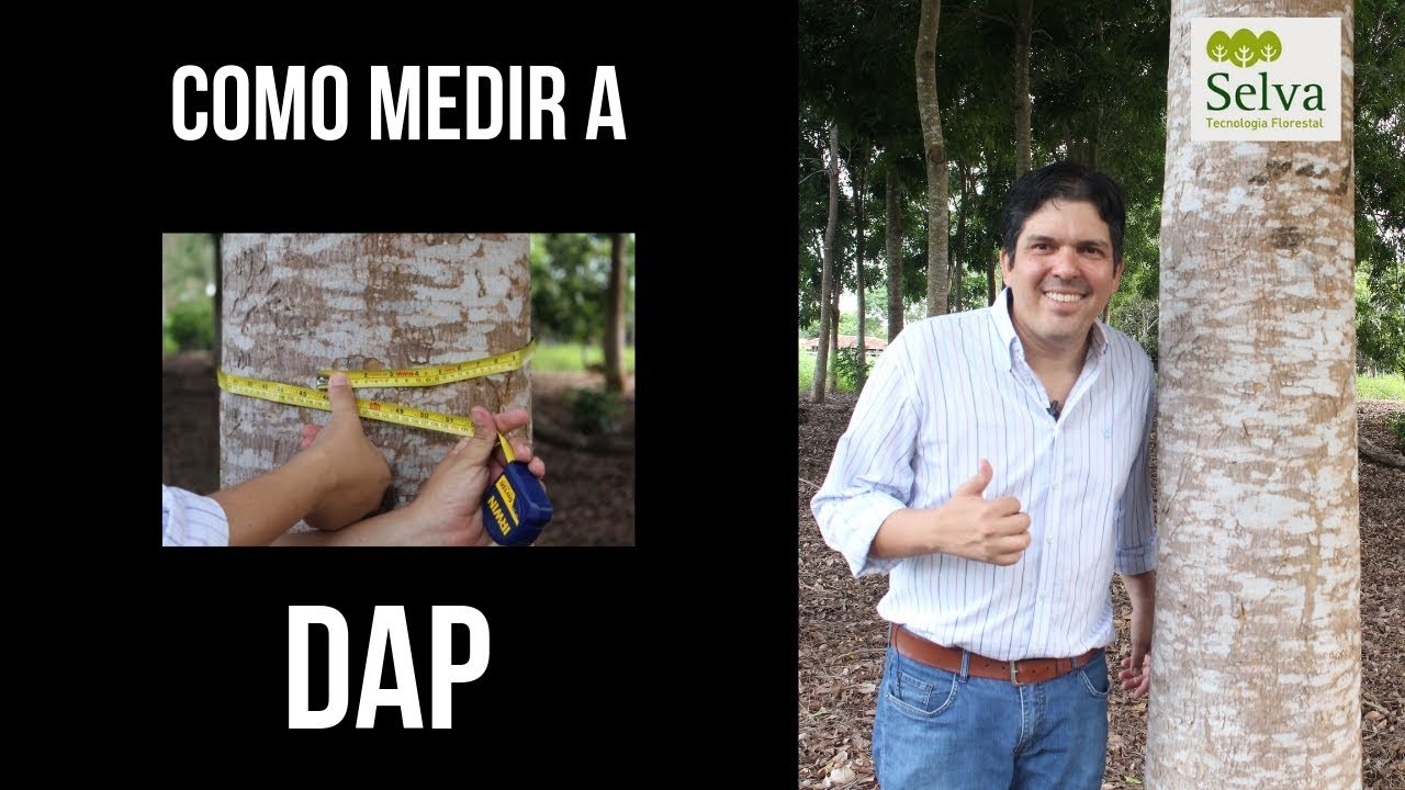 Como medir a DAP (Diametro à altura do peito) fácil e rápido.