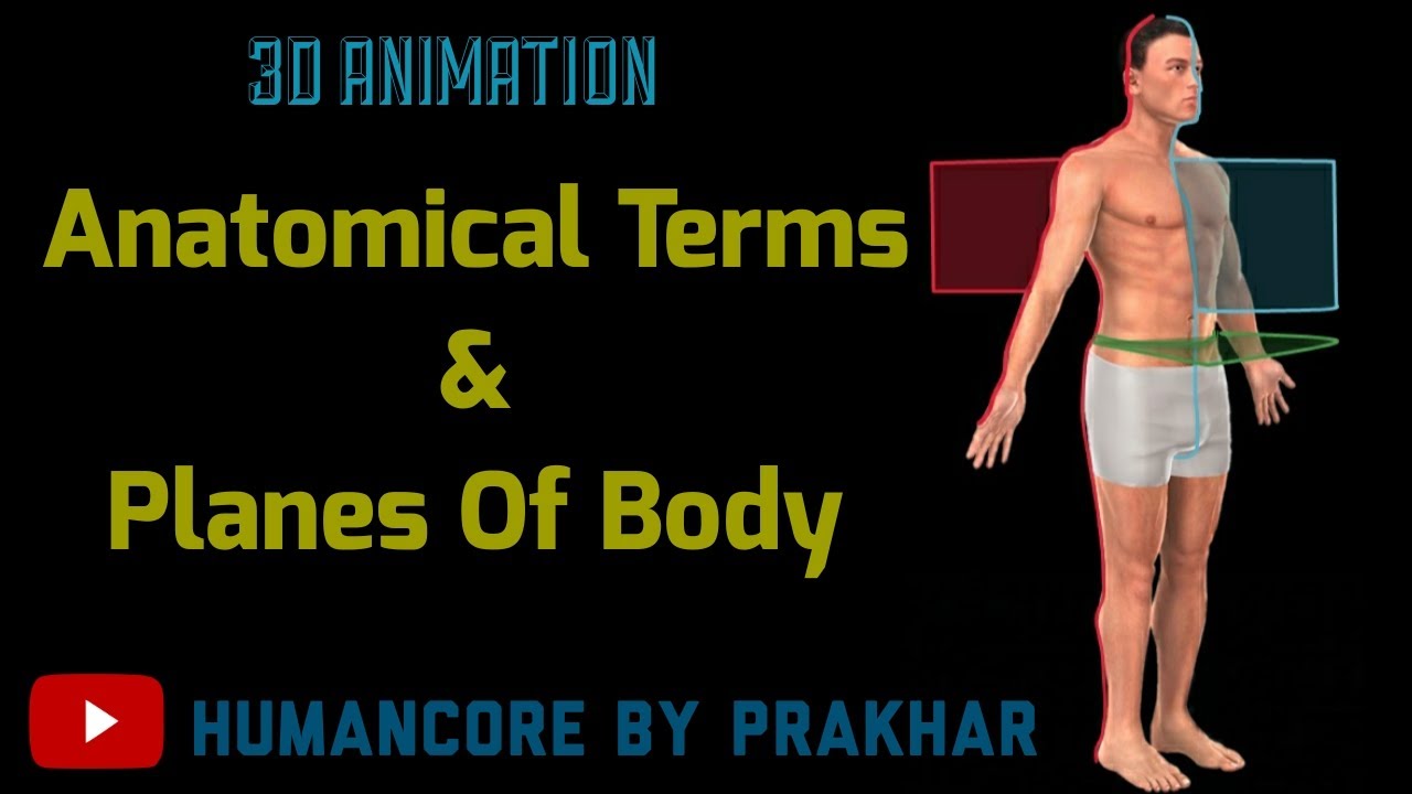 Anatomical Position And Directional Terms In Hindi | Anatomical Planes | Anatomy - 3D