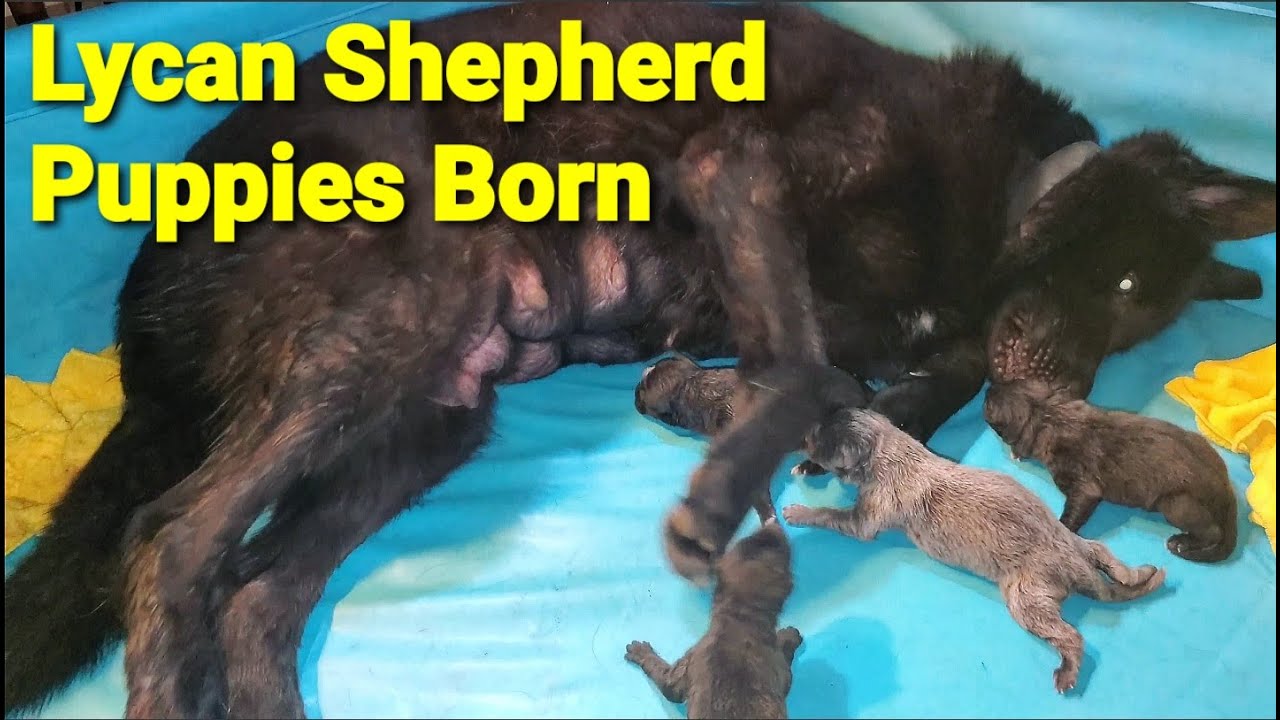 Watch Dog Give Birth - New Lycan Shepherd Litter