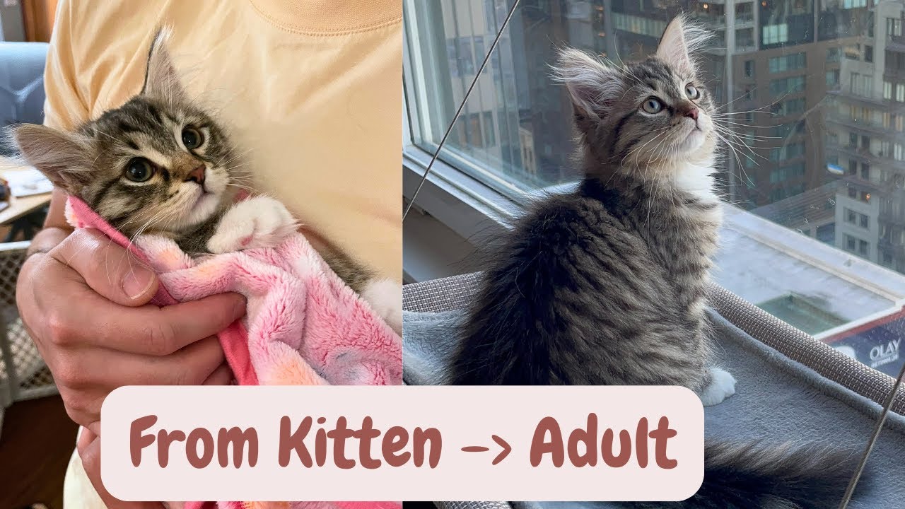 Siberian Cat Growing Up | Kitten to Adult VLOG