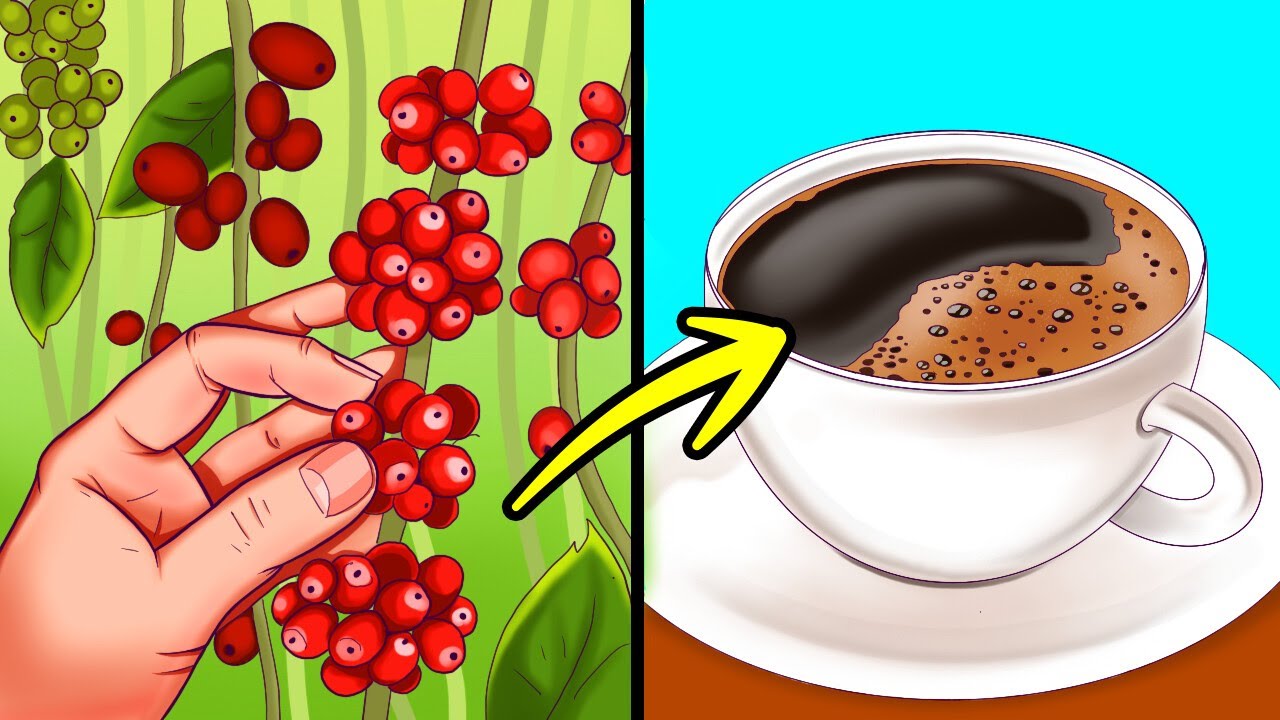 From Beans to Your Cup: The Fascinating History of Coffee