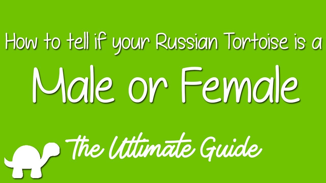 How to tell if it's a Male or Female Russian Tortoise - Determining The Sex
