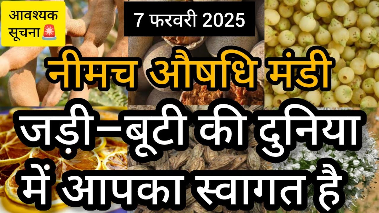 नीमच औषधि मंडी भारत का सबसे बड़ा जड़ी बूटी मार्केट ।। Neemuch Nimbahera Mandi Bhav ।। नीमच मंडी भाव