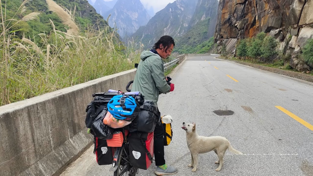 For 30 Days, a Stray Dog Chased Them Without Rest— Until They Learned Why He Chose Them