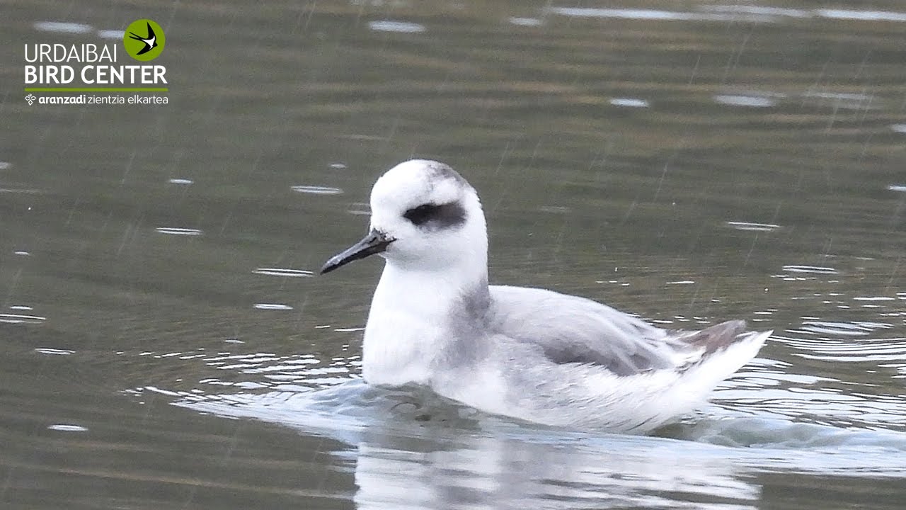 &iexcl;Falaropo fitipaldi!/Frenetic phalarope!
