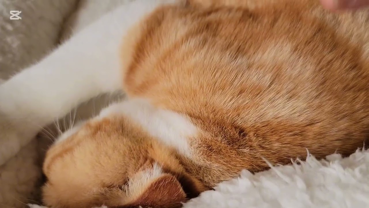 トンカツに見えるうちの猫