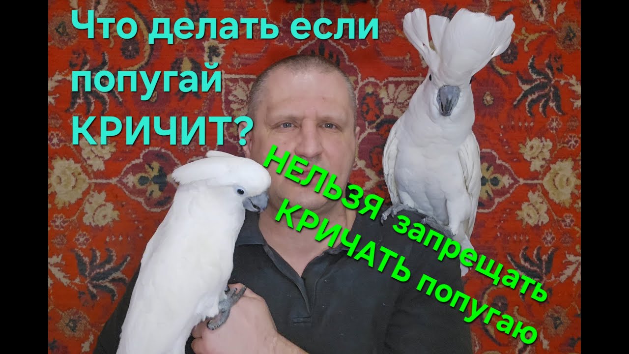 Что делать если Попугай КРИЧИТ?