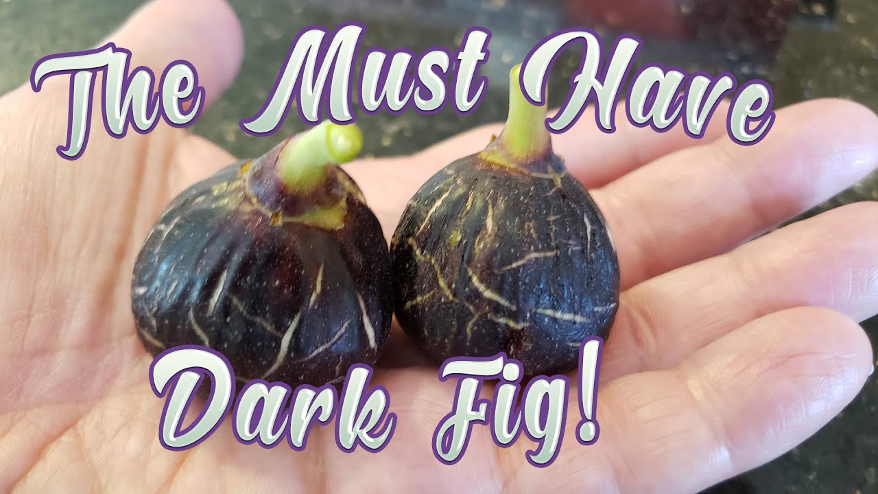 Dark Berry Figs that Will Amaze Your friends and why it's so desired!