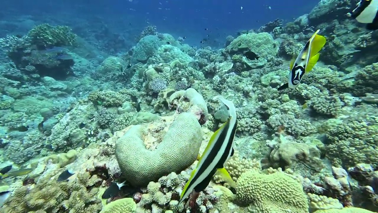 #105 Great Barrier Reef - Bougainville Reef - Terabocchia - 1/14/25 - 4k