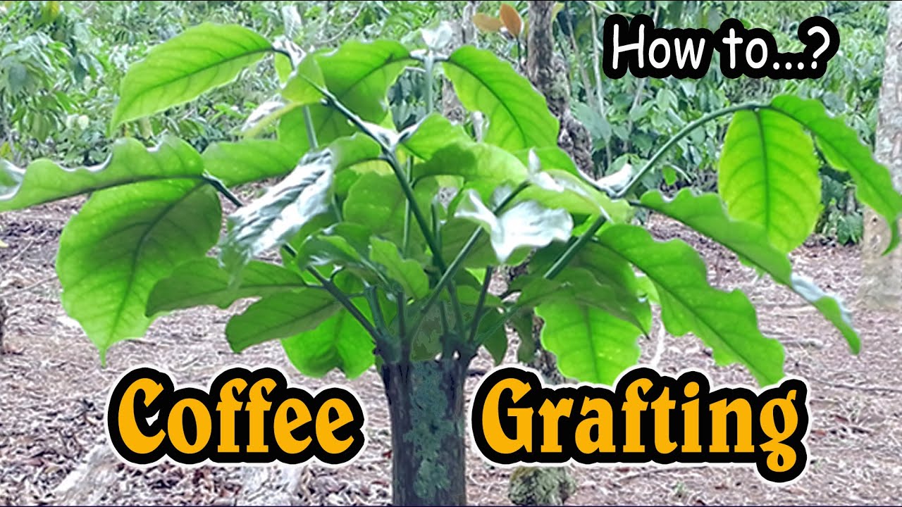 Coffee grafting - Coffee tree grafting - Grafting coffee - Grafting coffee plants - grafting coffee