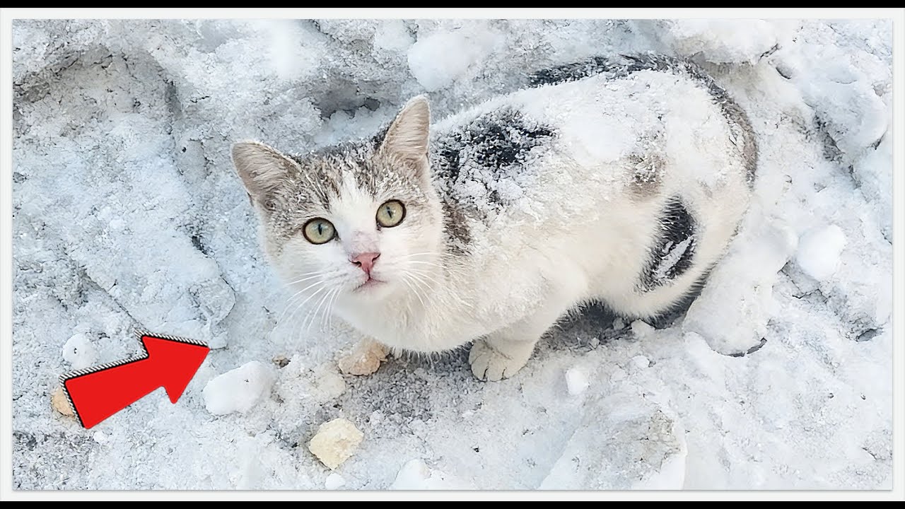 His Pelvis Was Shattered, But He Never Cried. The Reason Is Heartbreaking 🤔#rescueefforts #cat