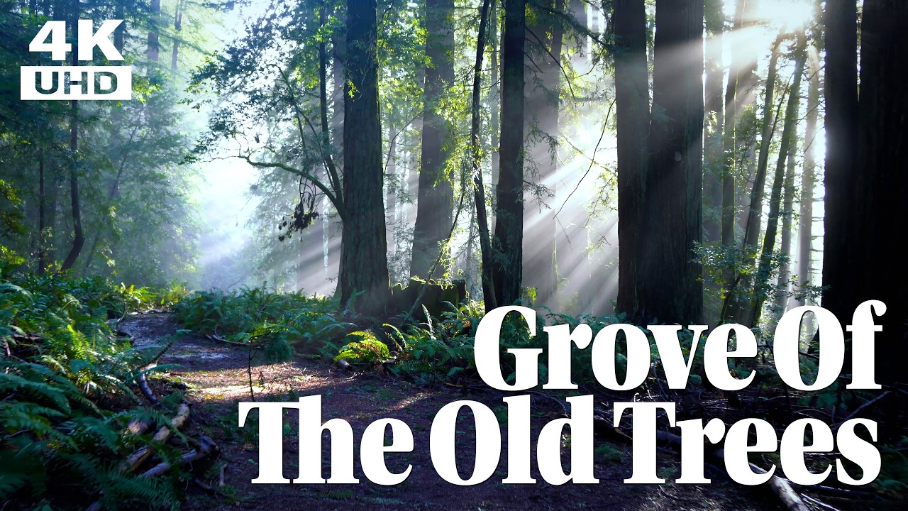 The Grove of the Old Trees - Ancient Redwood Grove Hike On A Misty Morning