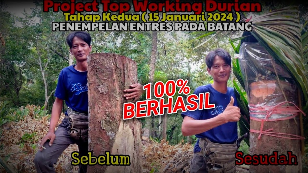 Tutorial cara top working pada durian jumbo 100 % berhasil.