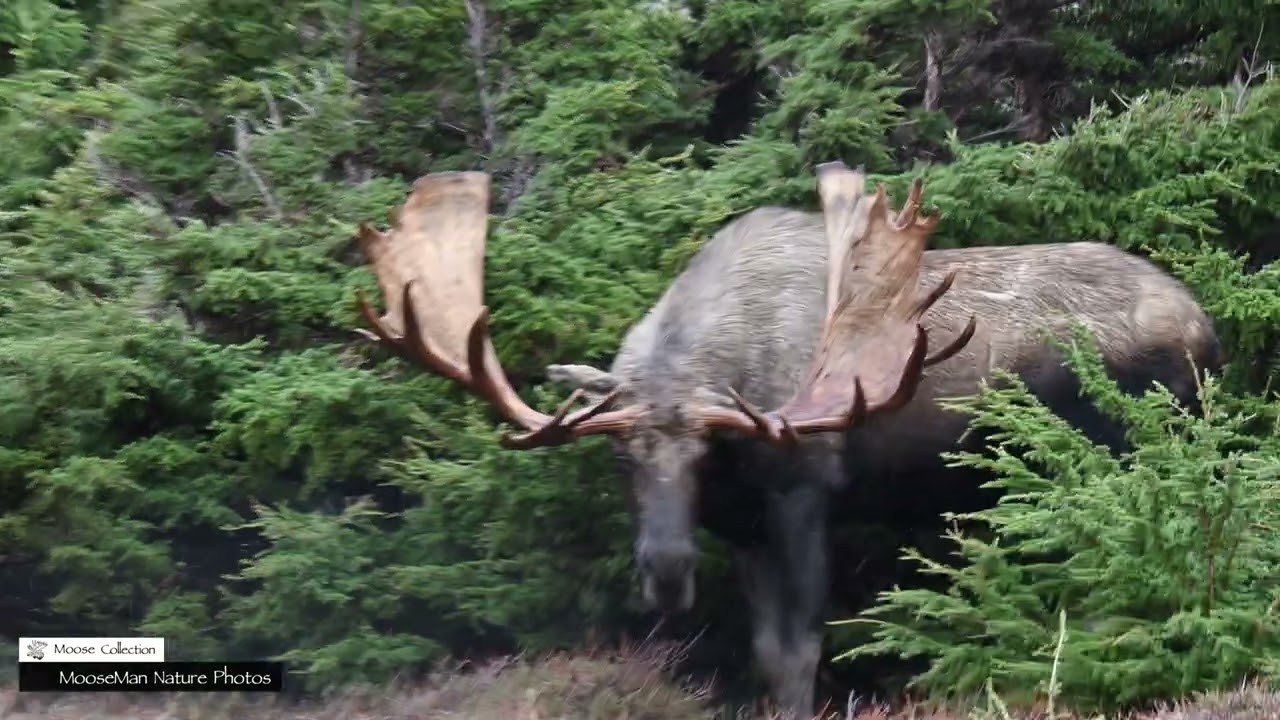 Огромный раненый лось-самец знает, как исцелиться #лось #дикаяприрода