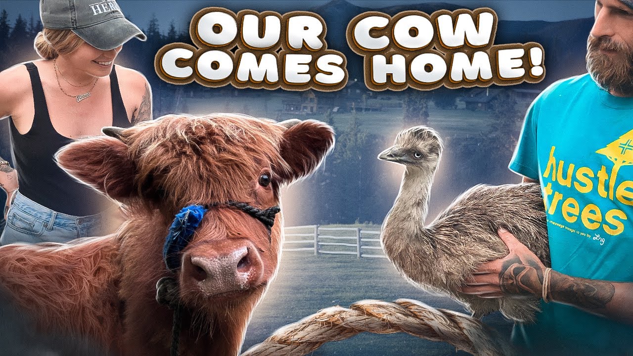 We got a COW ! 🐮