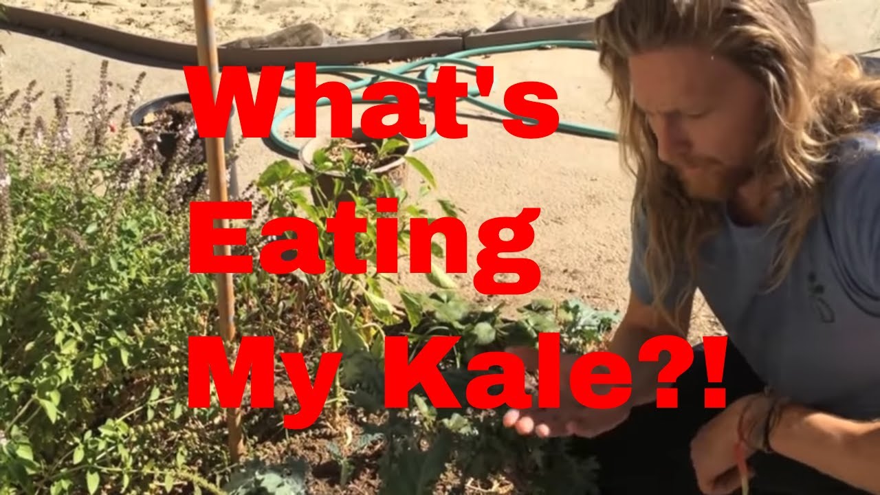 What's Eating My Kale!? Pest Identification and Control of the Cabbage Looper