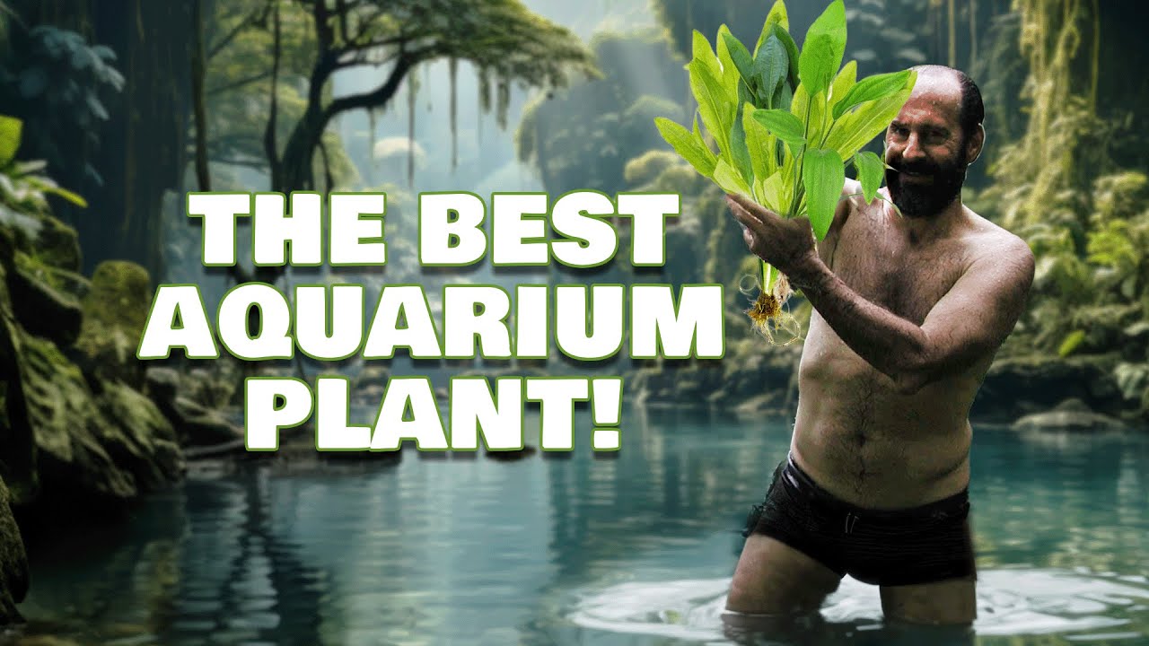 Famous Biologist Heiko Bleher Discovered The Best Aquarium Plant For Beginners!