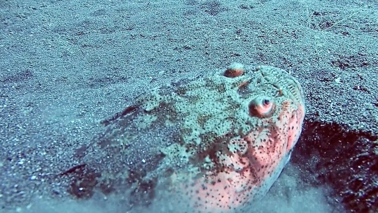 Stargazer Suddenly Appears From The Sand