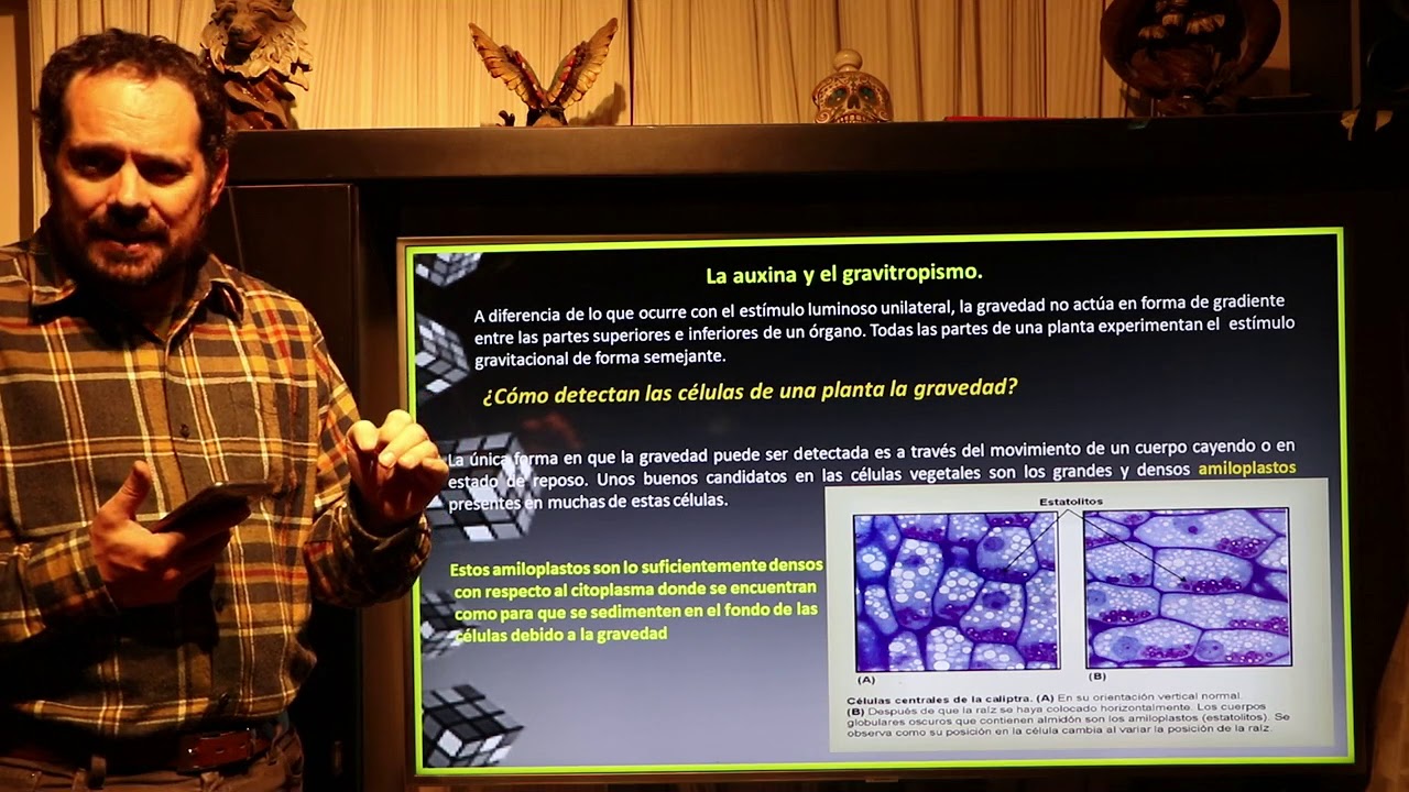 Efectos fisiológicos de las Auxinas II