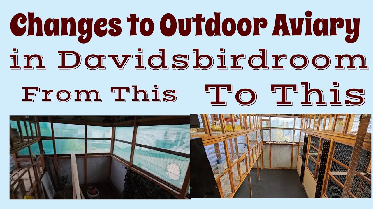 Changes to Outdoor Aviary in #davidsbirdroom