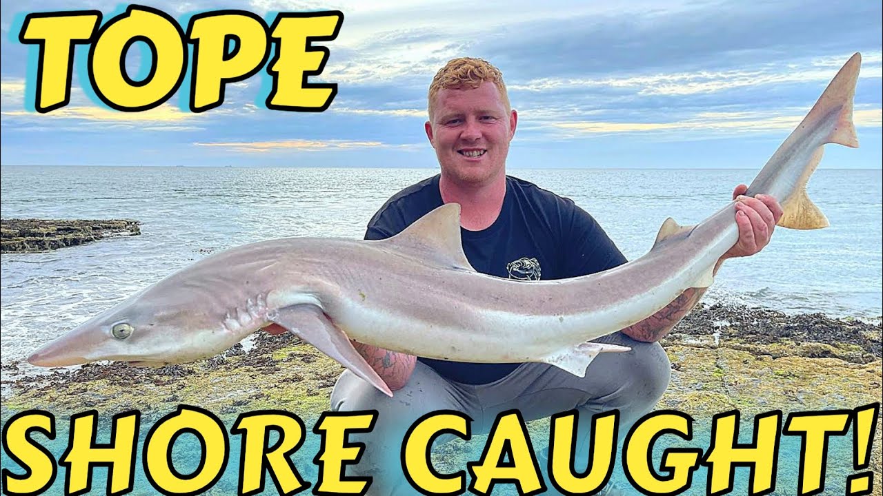 Anglesey tope fishing - TWO LANDED OF THE SHORE! What a session!