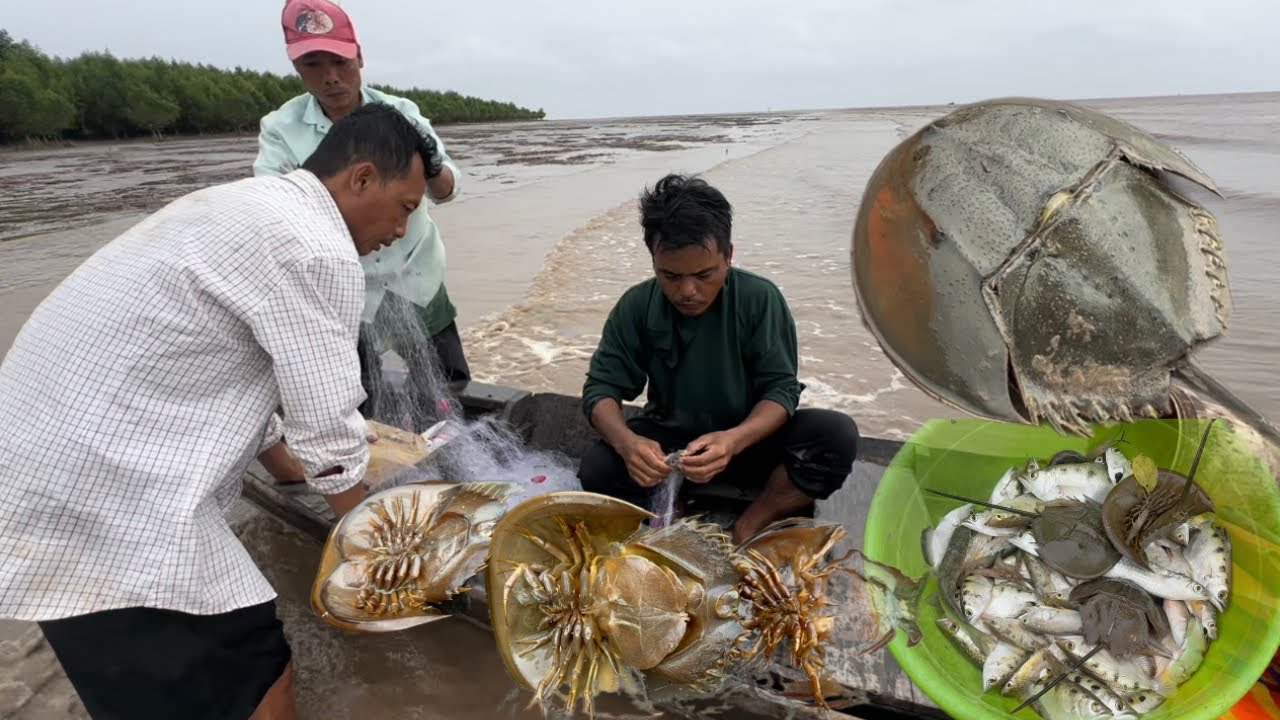 Mang Cá về cho Mẹ / kết thúc chuyến Săn bắt ở cửa Biển Trần Đề VXĐ 