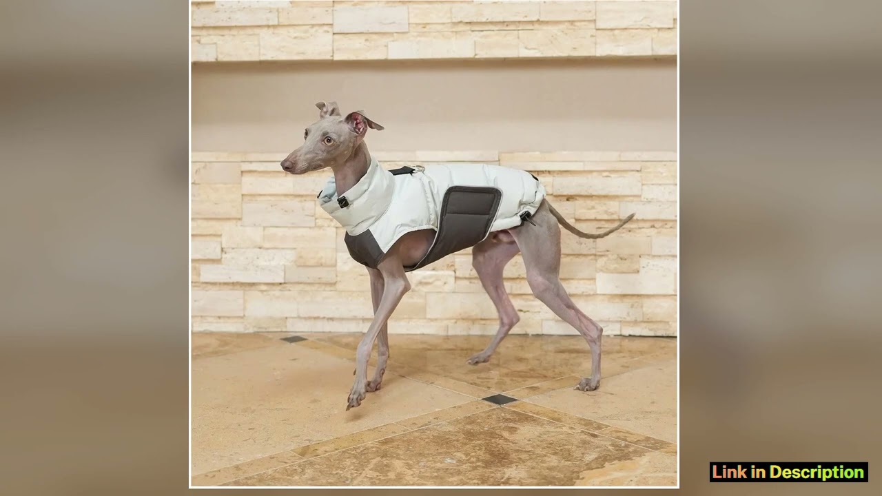 Winter Warm Blue Quickly Take Off Down Coat for Italian Greyhound Waterproof Jacket for Bedlington