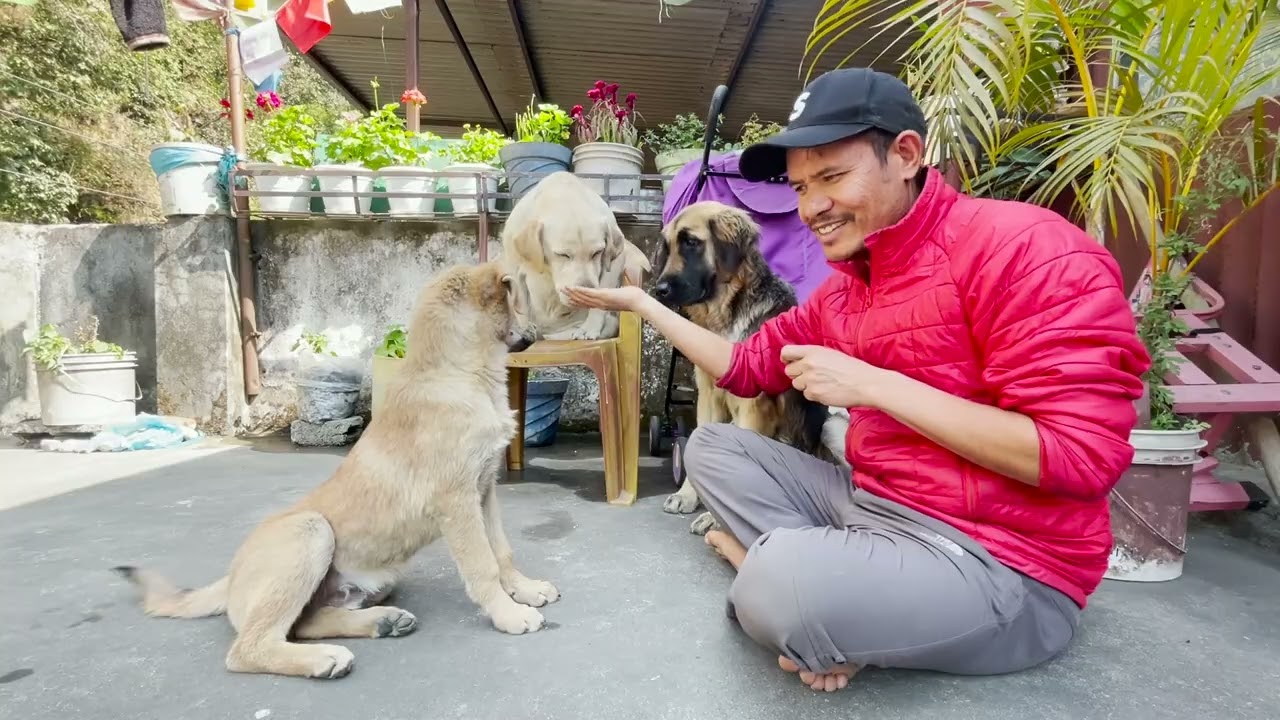 first training day of small dog#doglover
