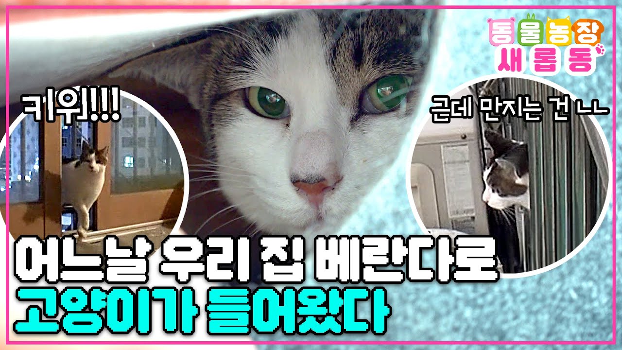 [#새롭동물농장] 하늘에서 내려온 고양이가 하는 말 움냥냥☁ 3년째 같이 살고 있는데 모르는 사이인냥😼 / EP.1154 #TV동물농장 #AnimalFarm #SBSstory