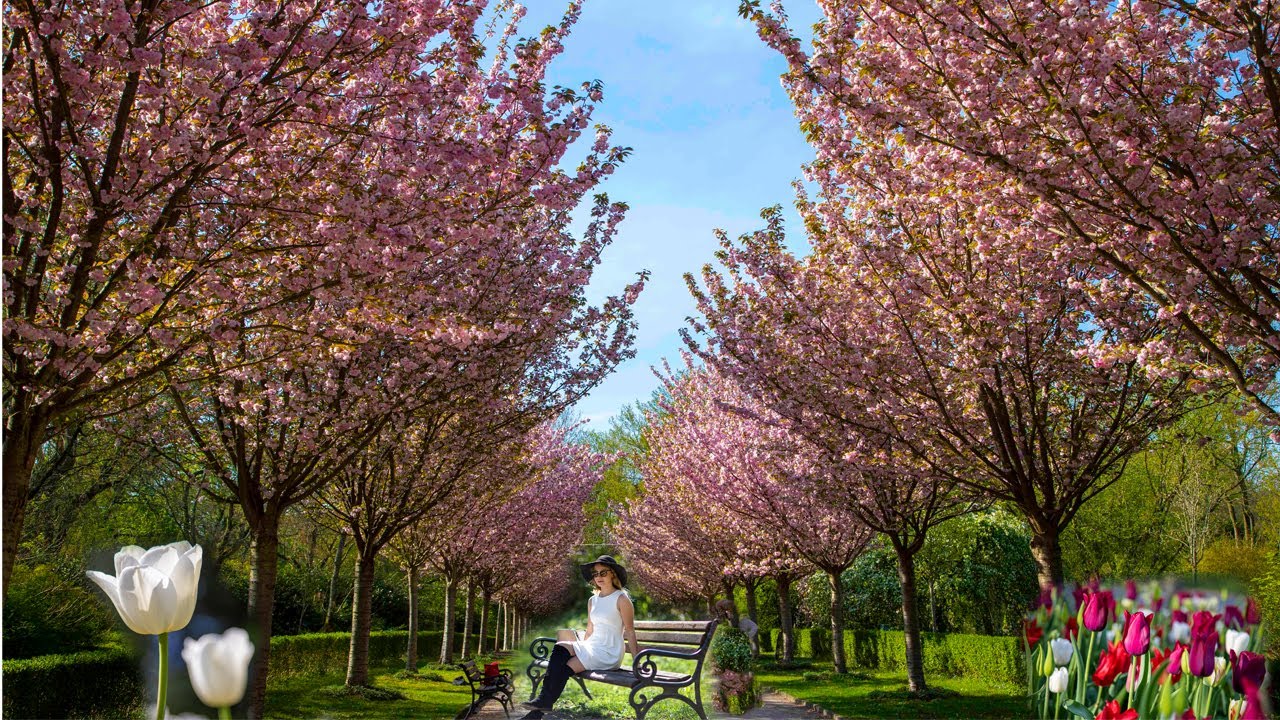 Dortmund Rombergpark 2023, der Botanische Garten, die Blüte der Japankirsche ist gekommen. Must see