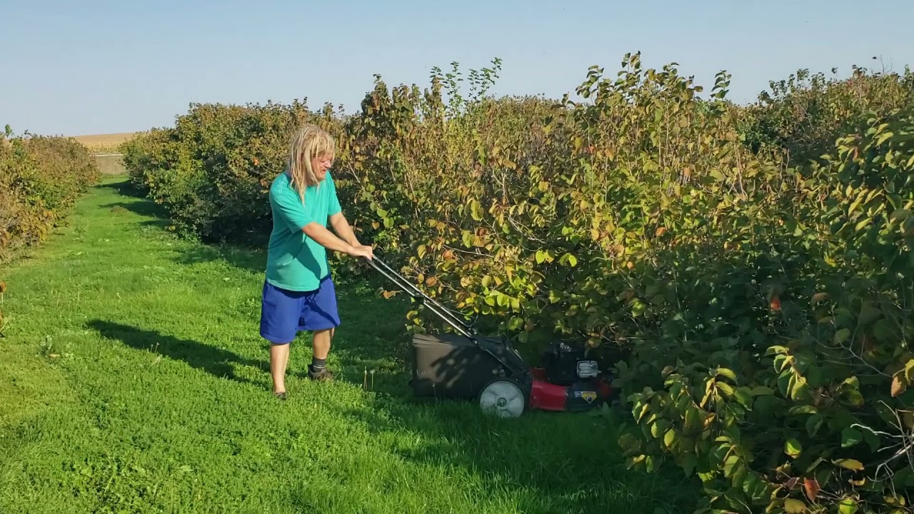 The Great Hazelnut Harvest 2021, Day 20